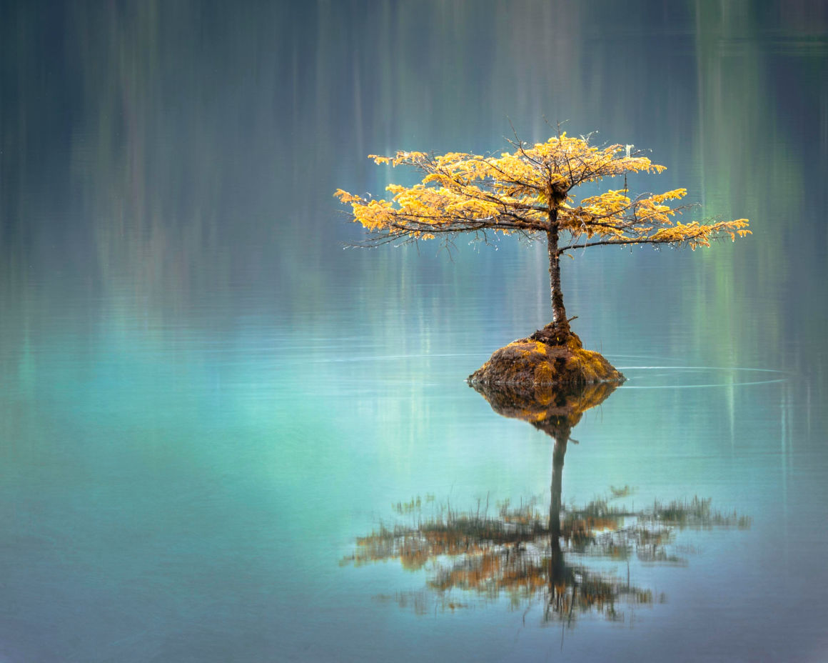Tree over serene water